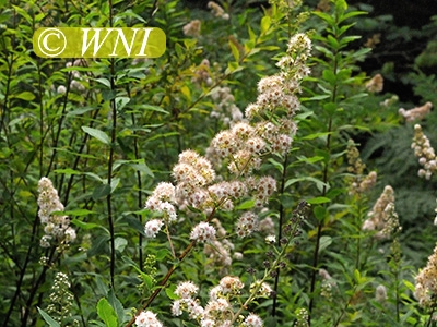 Narrowleaf Meadowsweet (Spiraea alba)